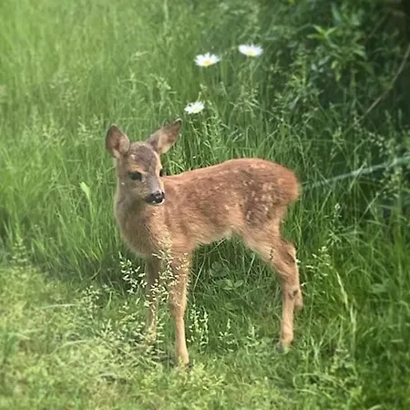 In With Sauna And Tub Vakantiehuis